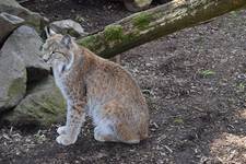 Luchs im Südpark Luchs