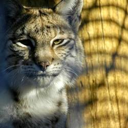 Unser Luchs bekommt einen neuen Freund! Foto: Wolgang Kubak luchs