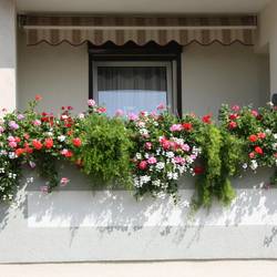 Aufruf zum 29. Blumenschmuckwettbewerb Balkongestaltung