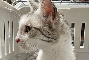 katze 25.06.26 1
