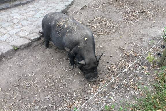 Hängebauchschwein Herbert Herbert