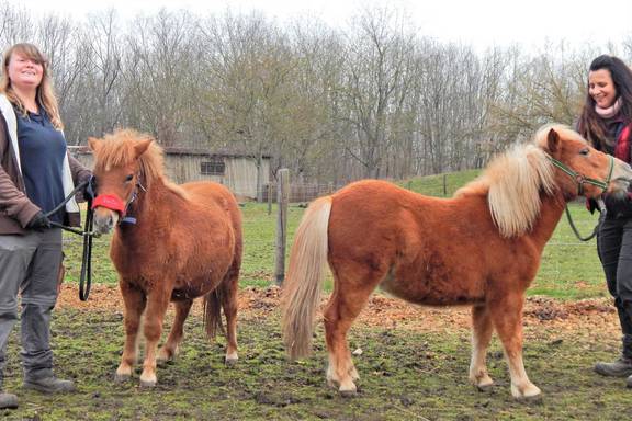 Fohlen Max und Meggy mit Tierpflegerinnen © Stadt Merseburg