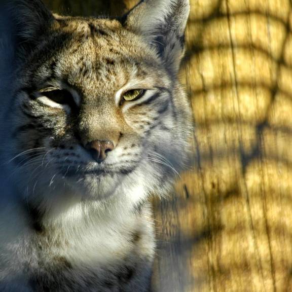 Unser Luchs bekommt einen neuen Freund! Foto: Wolgang Kubak luchs