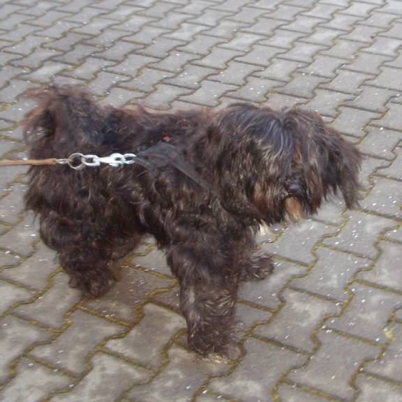 Auf den Internetseiten der Stadtverwaltung Merseburg (www.merseburg.de/de/fundtiere.html) finden Sie Informationen zu Fundtieren. Sollten Sie Interesse haben, einen Hund aufzunehmen, wenden Sie sich bitte an das Bürger- und Ordnungsamt. hund bearbeitet
